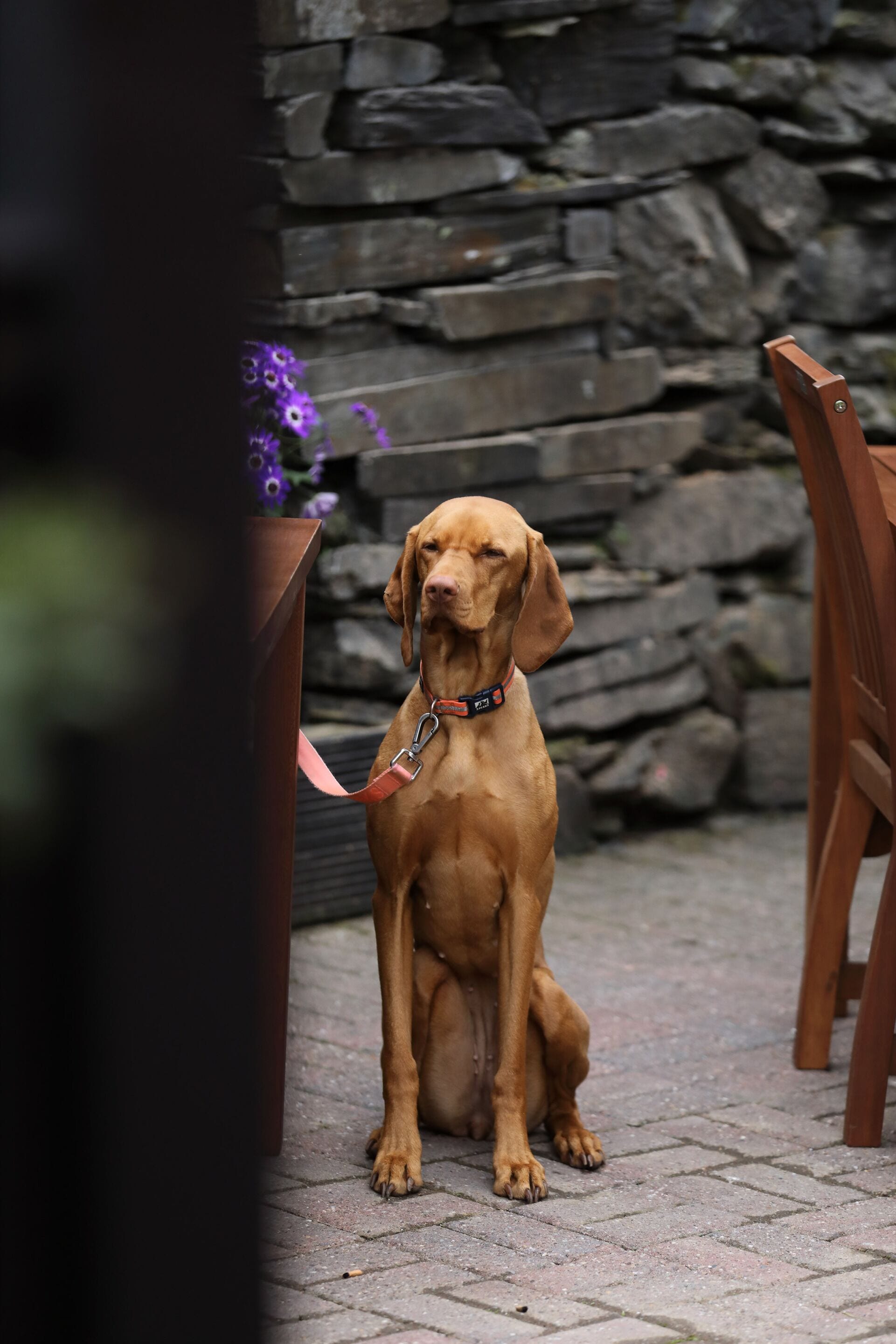 A dog sitting on a paved surface with a stone wall and wooden chairs in the background.