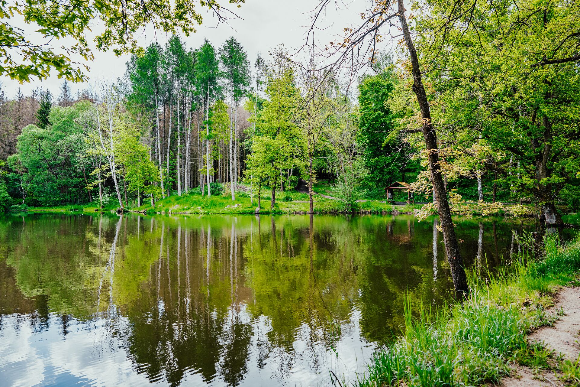 Eine friedliche Seenlandschaft mit üppigem Grün und hohen Bäumen, die sich im ruhigen Wasser spiegeln.