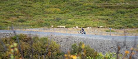 Paisaje rural con un camino de grava, un ciclista y una oveja.