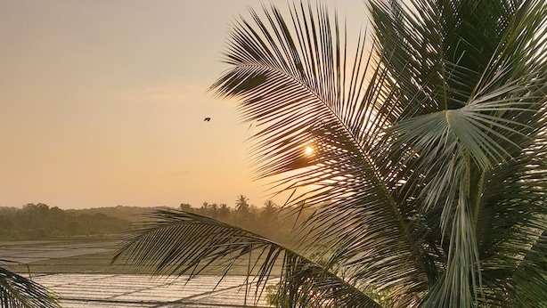A person relaxing on a wooden chair by a beach with palm trees and a view of the ocean. - Paddy House Villa (Ranna)