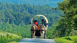A horse-drawn carriage on a road with a forested backdrop. - Pension  Zum Stern (Freudenberg)