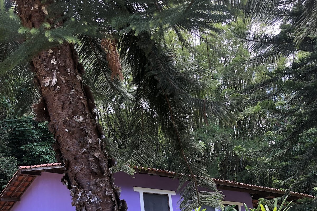 A tree with a sign reading "Chalé Lilás" in front of a building with a purple exterior.