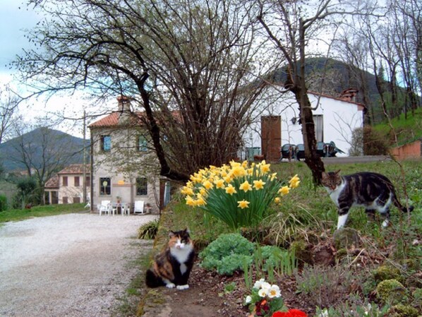 Une maison avec une allée en gravier, un jardin où poussent des jonquilles et un chat assis près des fleurs.