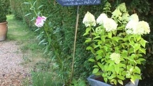 Property grounds - Lower Crabb Country Bed and Breakfast (Mayfield)