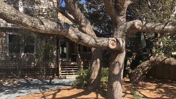 Ein Baum mit einem großen, freiliegenden Wurzelsystem in einem Hinterhof.