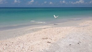 Ein Strand mit klarem türkisfarbenem Wasser, einem fliegenden weißen Vogel und einem Kiesstrand.