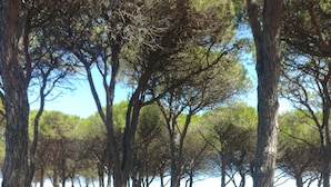 A campsite with trees, a picnic table, and a rope barrier.