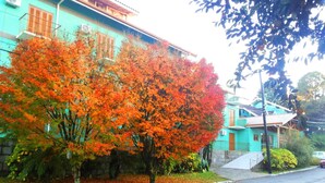 A residential area with a turquoise building, a tree with orange leaves, and a street with fallen leaves. - Zermatt Hotel (Gramado)