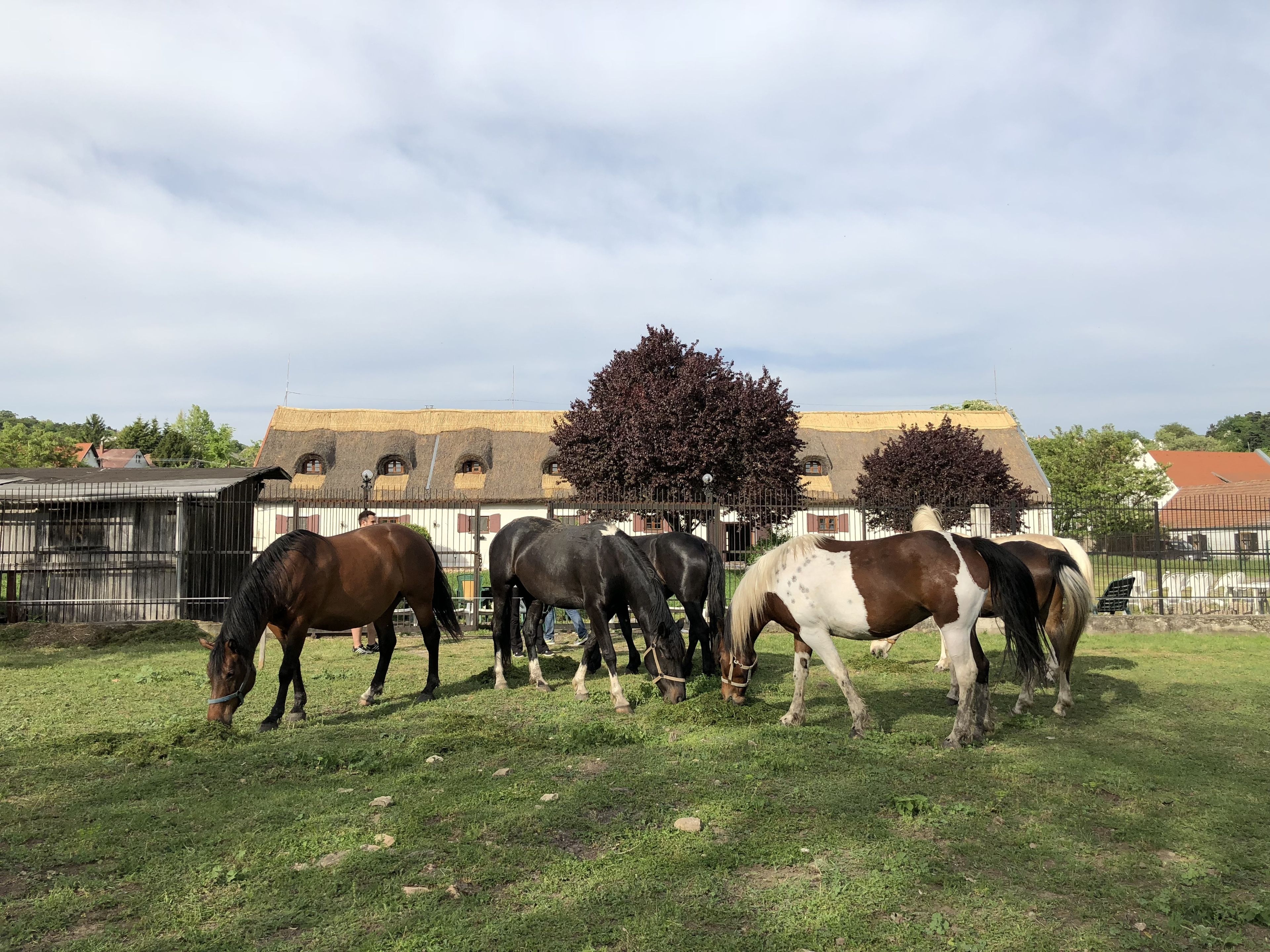 A stable with horses grazing, surrounded by a fence and buildings with traditional architecture.