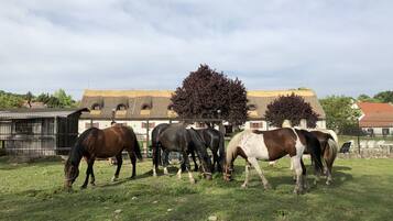 A stable with horses grazing, surrounded by a fence and buildings with traditional architecture.