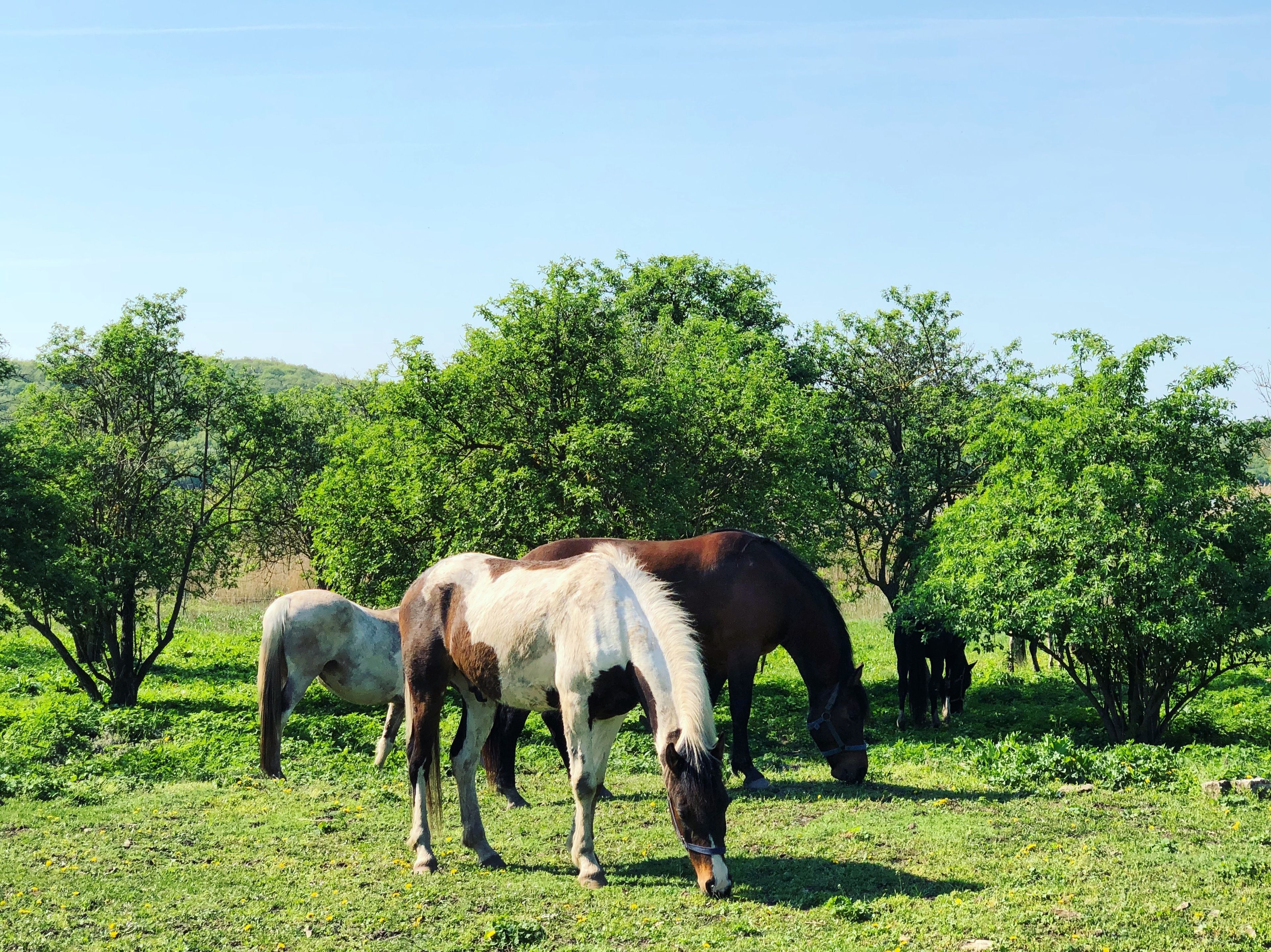 Een groep paarden graast in een grasveld met bomen op de achtergrond.