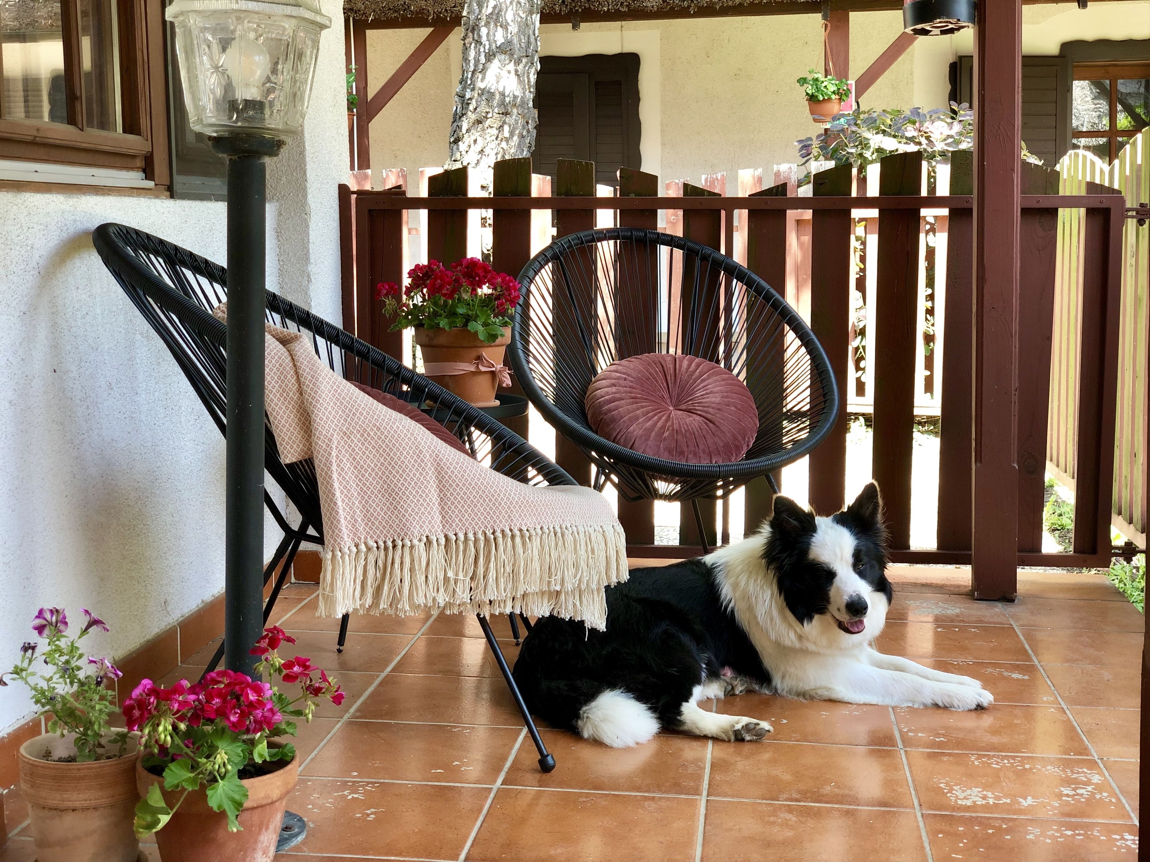 Un chien allongé sur une terrasse carrelée, avec une chaise et une lampe suspendue.
