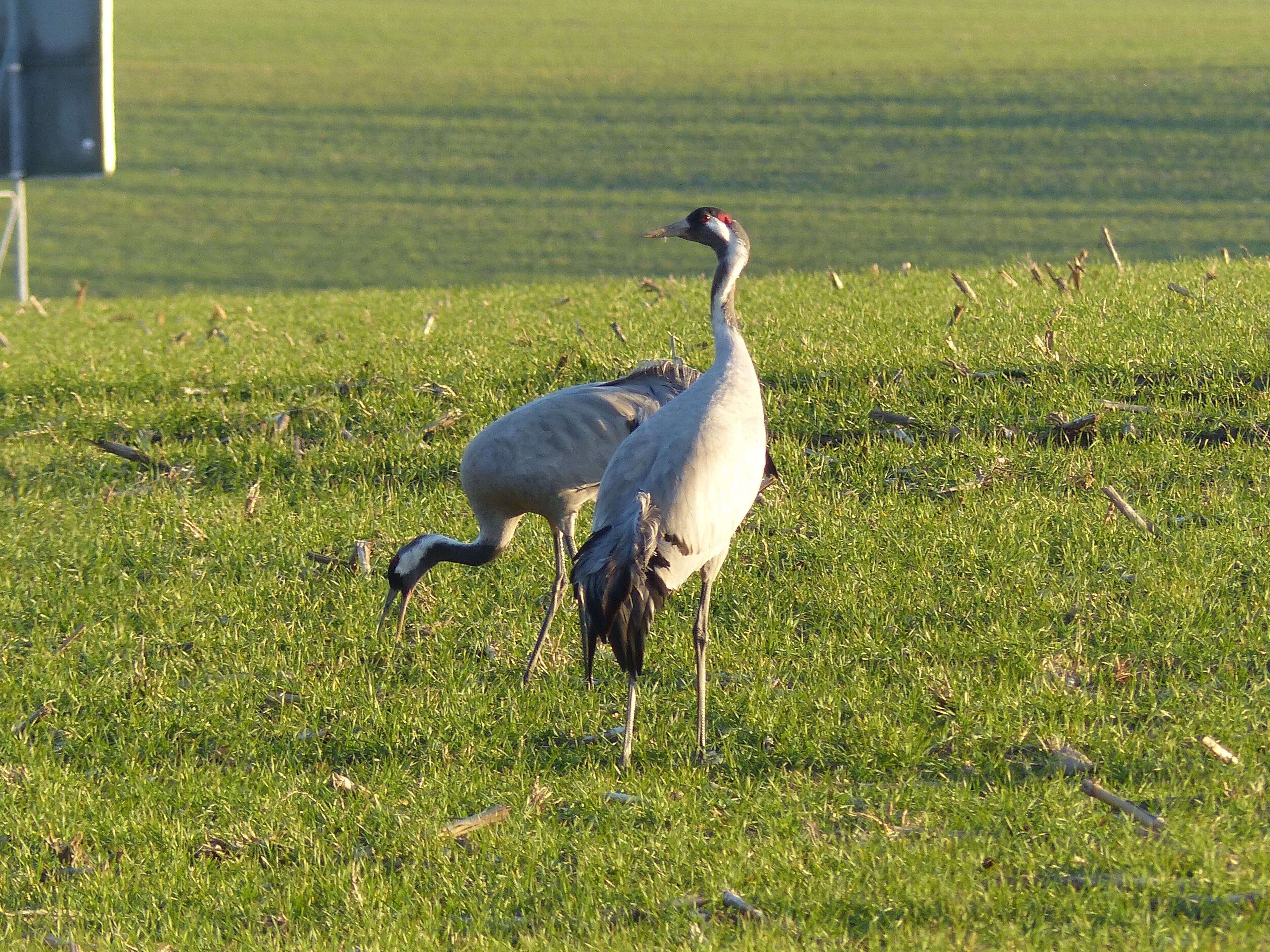 Two birds on a grassy field.