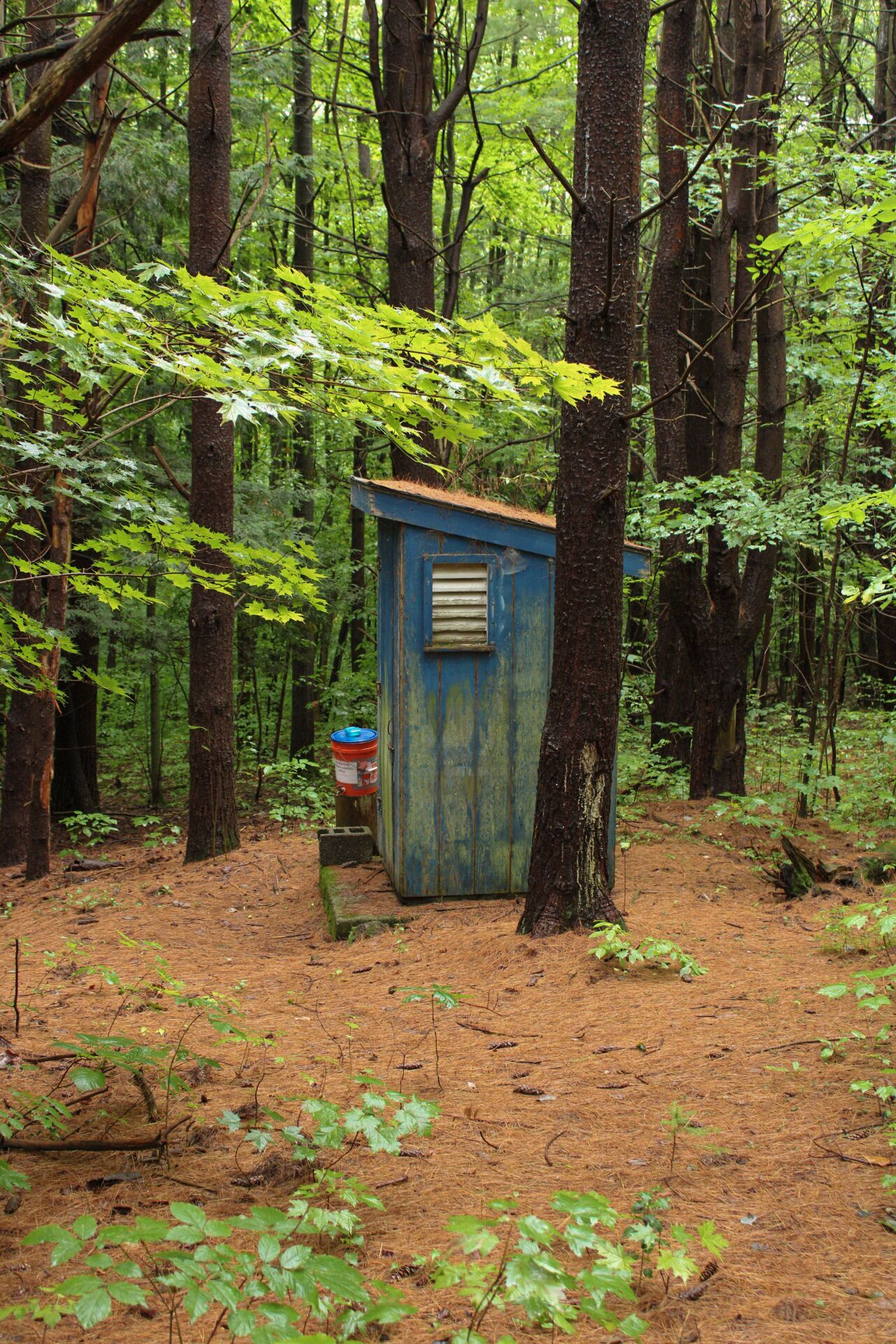 Une cabane en bois rustique, située au cœur d’une forêt.