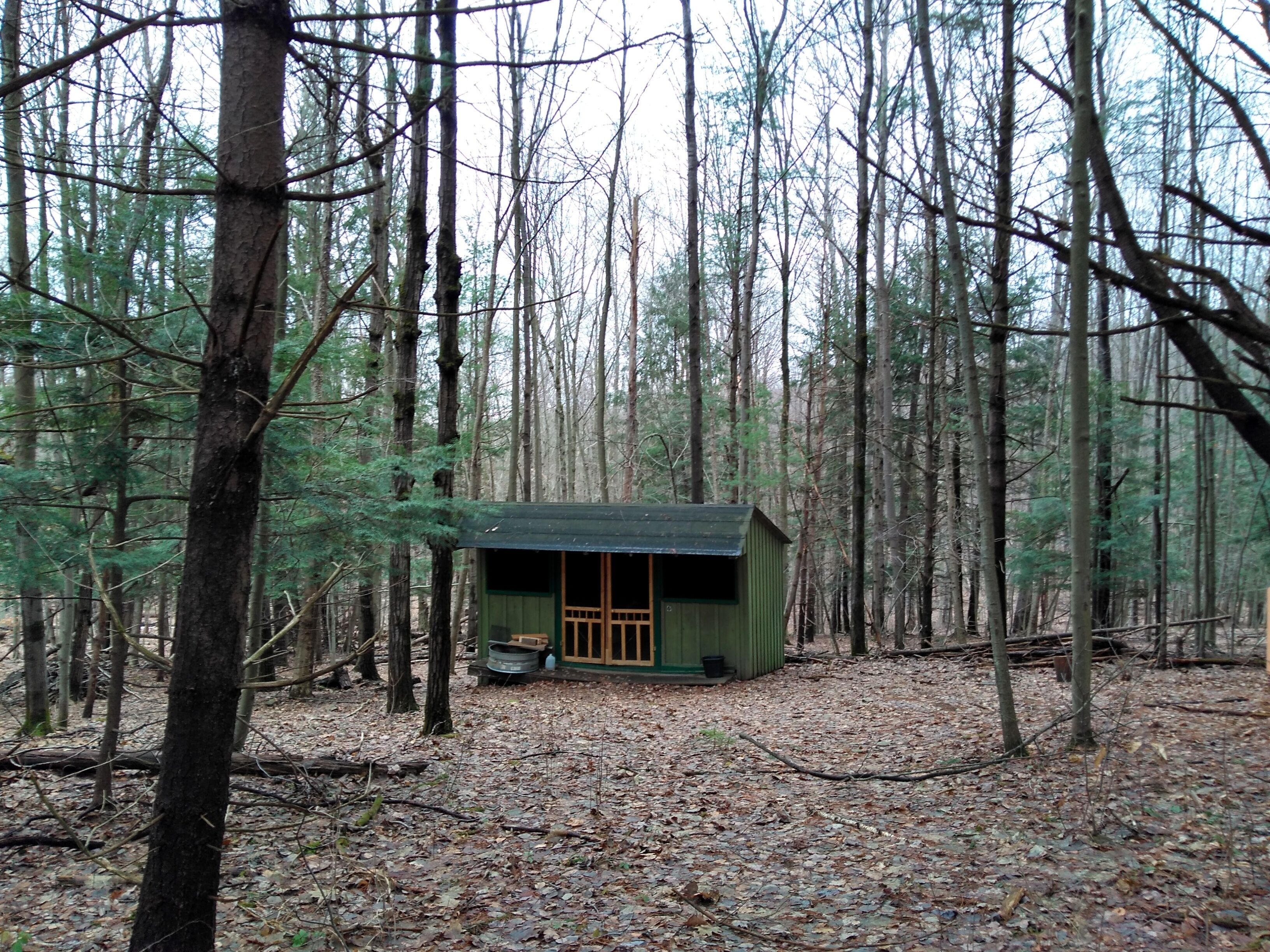 A small cabin in a forest with a green roof and wooden door, surrounded by tall trees and fallen leaves.