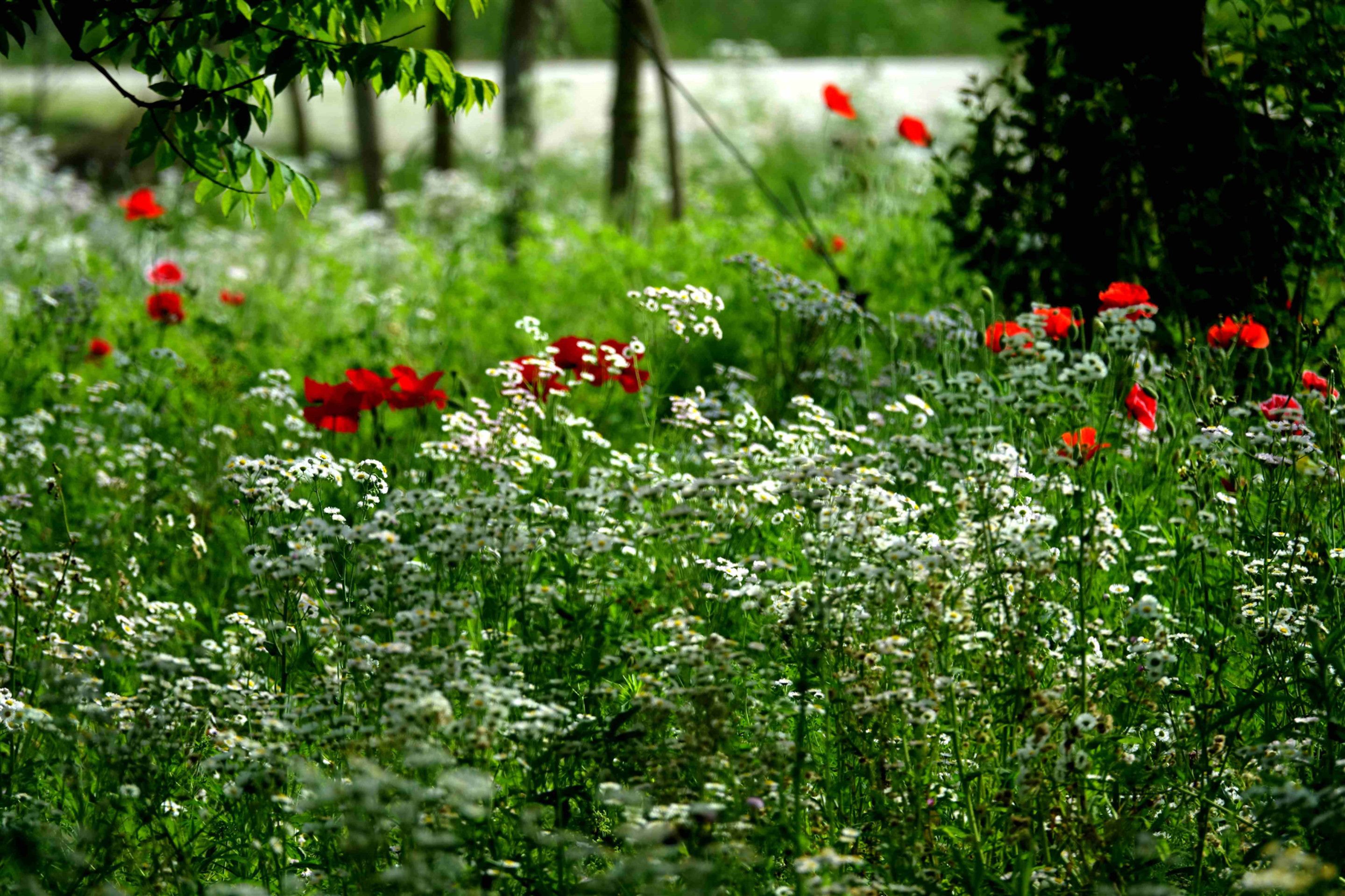A field of red and white flowers with trees in the background.