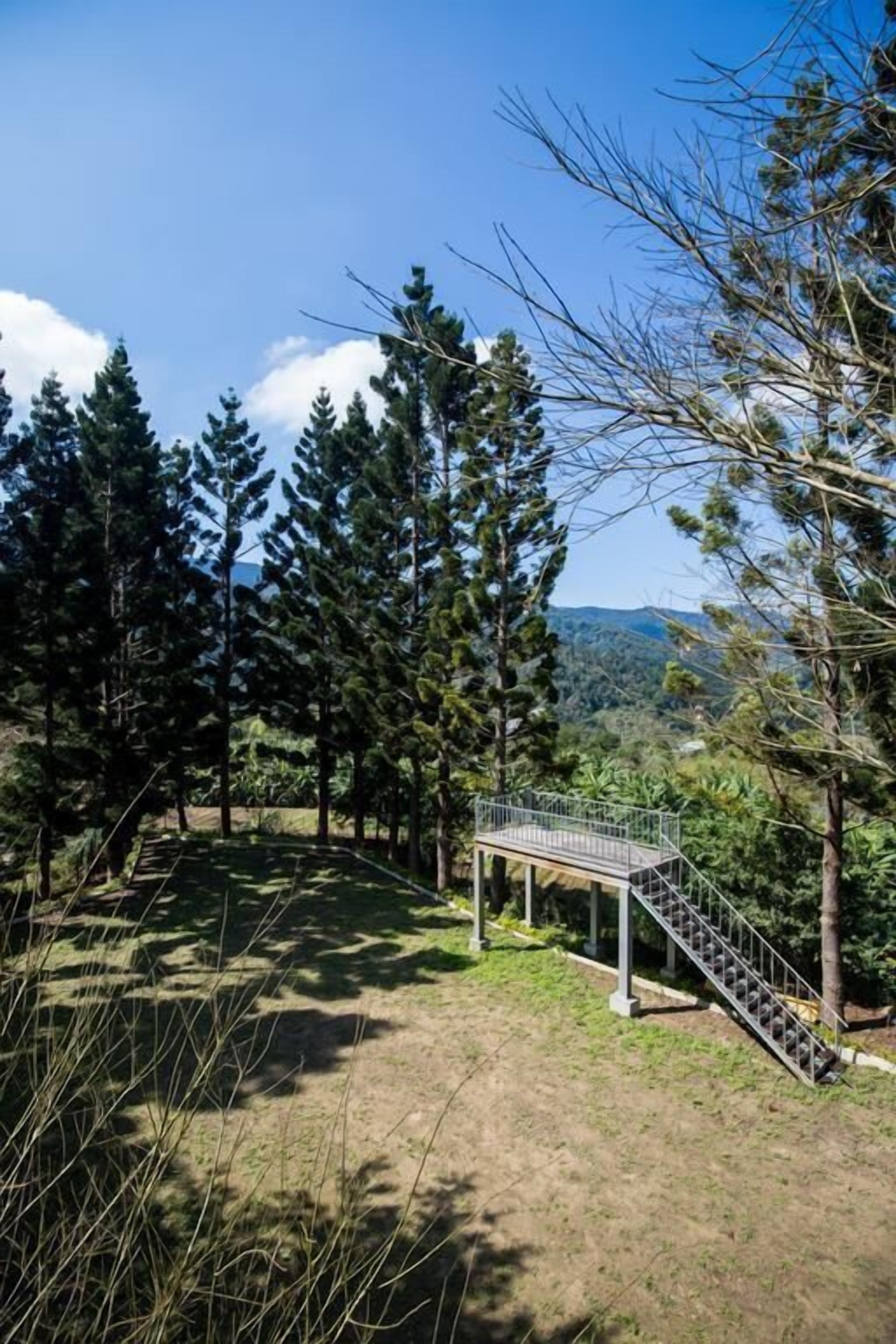 A wooden deck with metal railings, surrounded by tall pine trees and a clear blue sky.