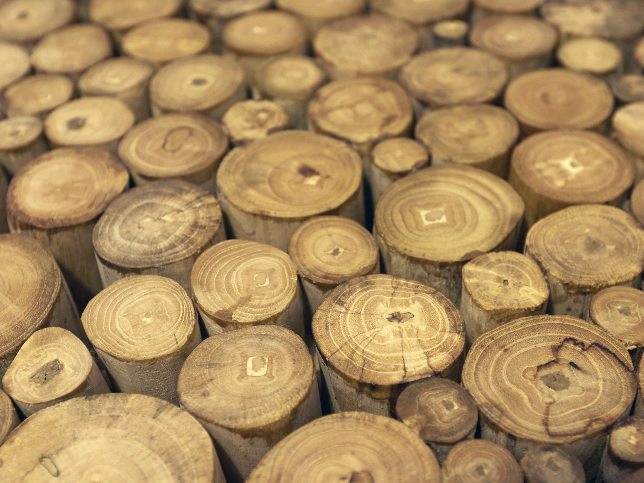 A collection of wooden logs with visible growth rings and knots.