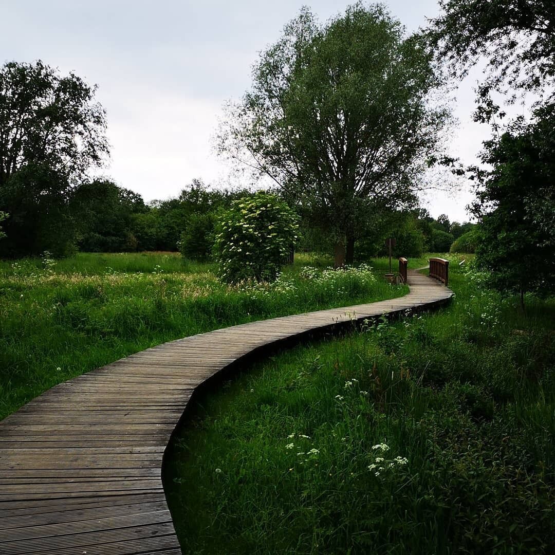 Une promenade en bois sinueuse qui traverse une zone herbeuse, avec des arbres et une petite structure en bois.