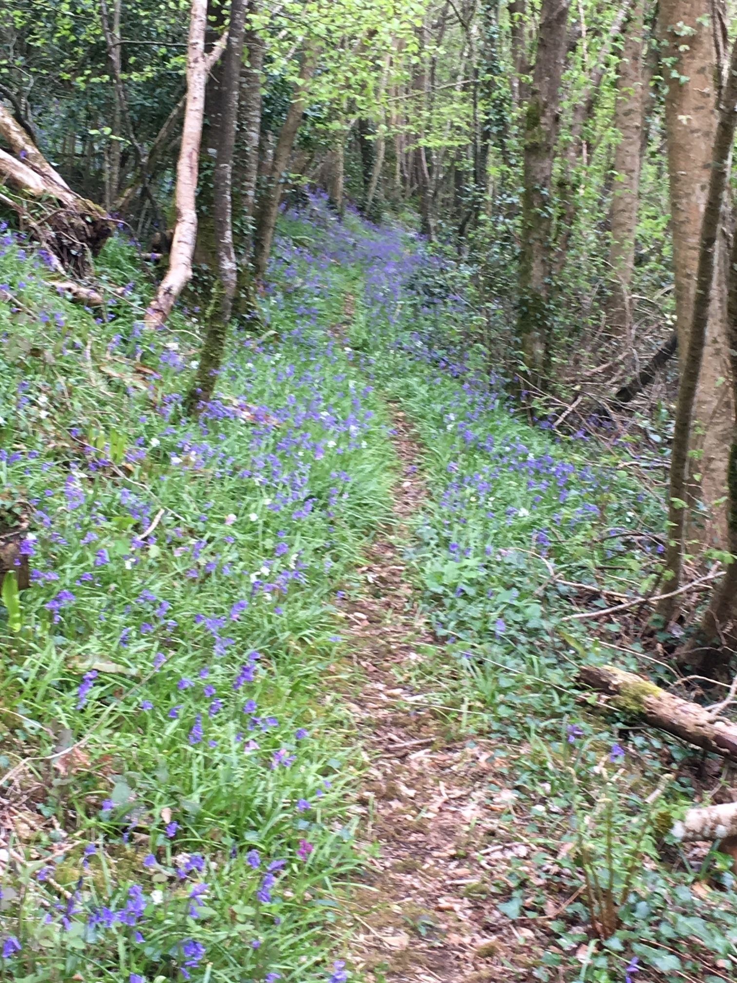 A forest path with dense greenery and wildflowers.