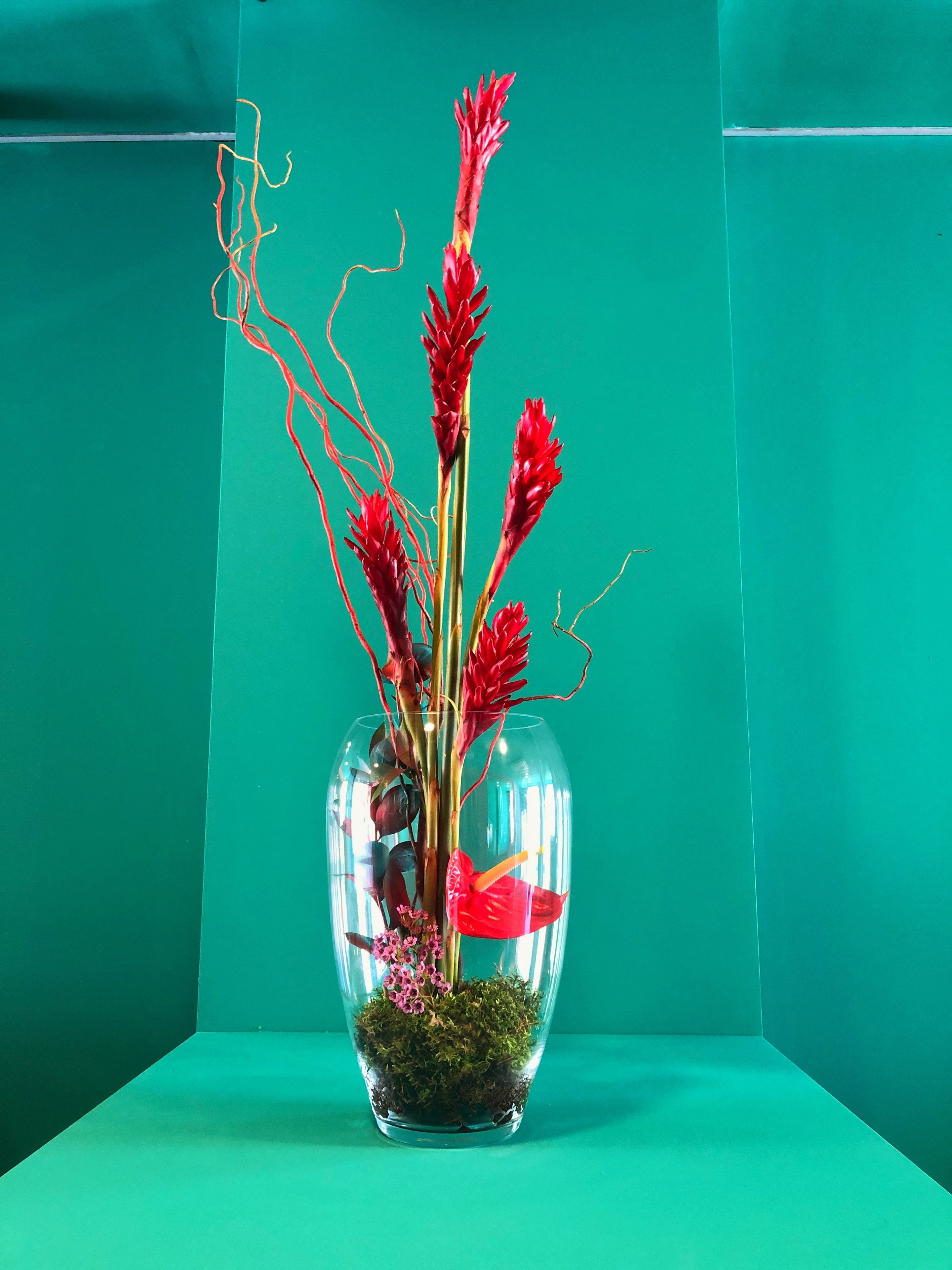 A clear glass vase with red flowers and moss on a teal background.