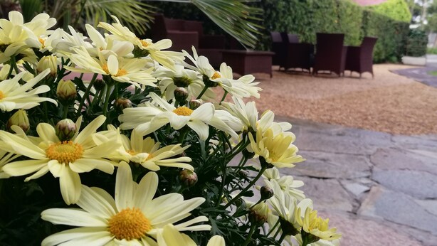 A garden area with yellow flowers and a seating area under an umbrella. - Hotel la Tavernetta dei Ronchi (Massa)