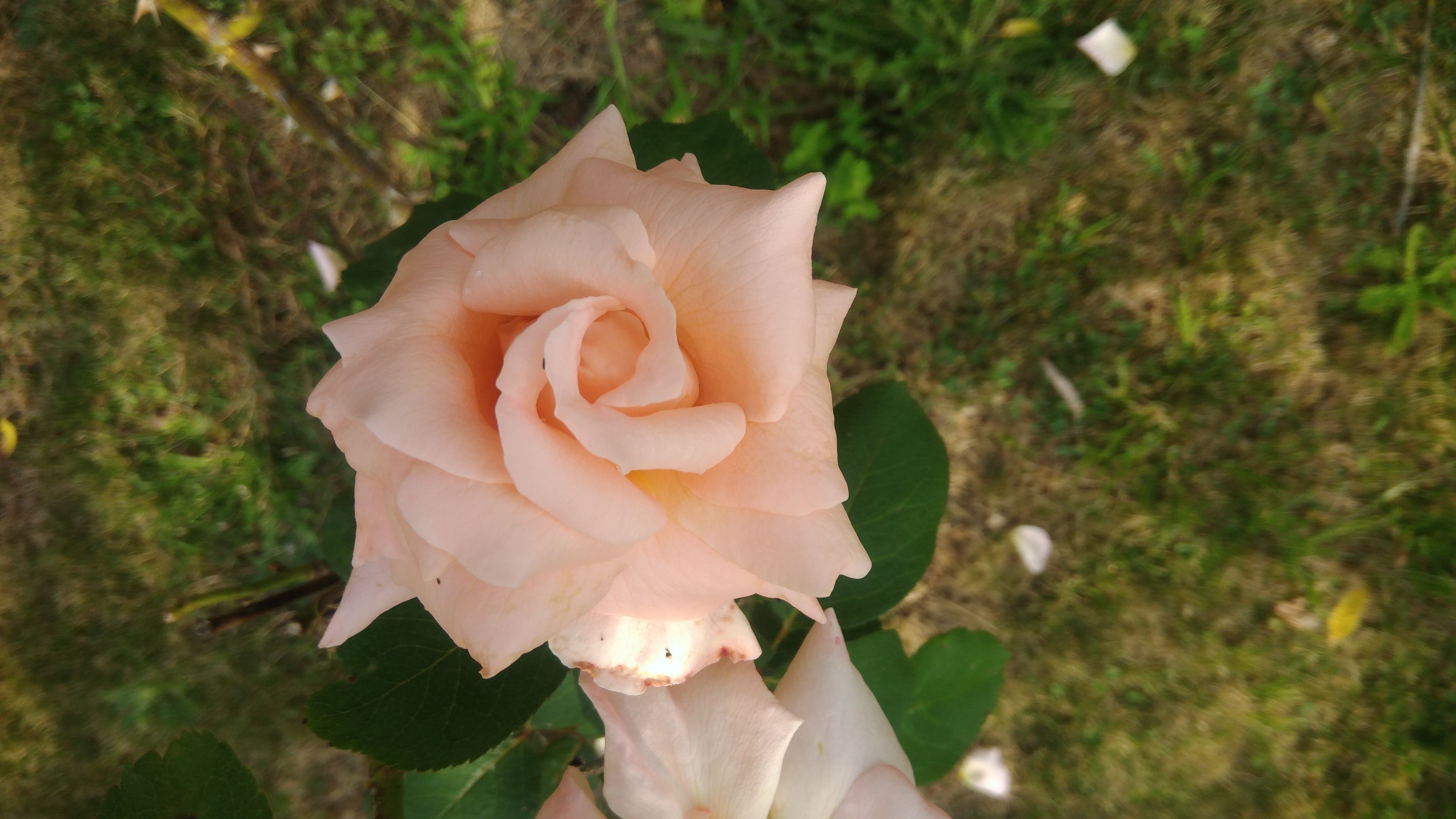 Une seule rose de couleur pêche, en pleine floraison.