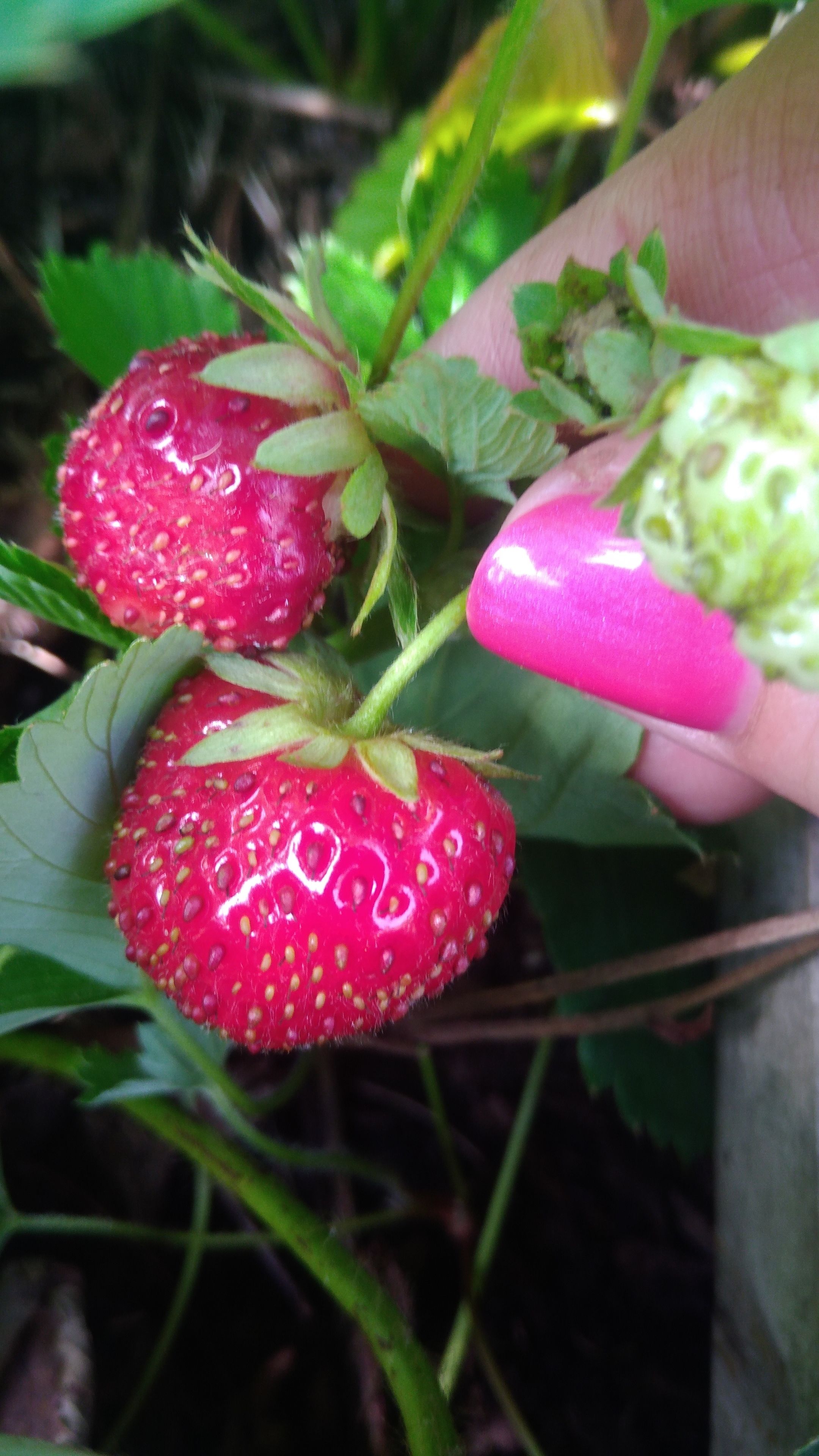 Un gros plan d’une fraise, qu’une main tient.
