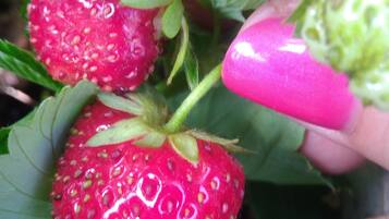 Un gros plan d’une fraise, qu’une main tient.