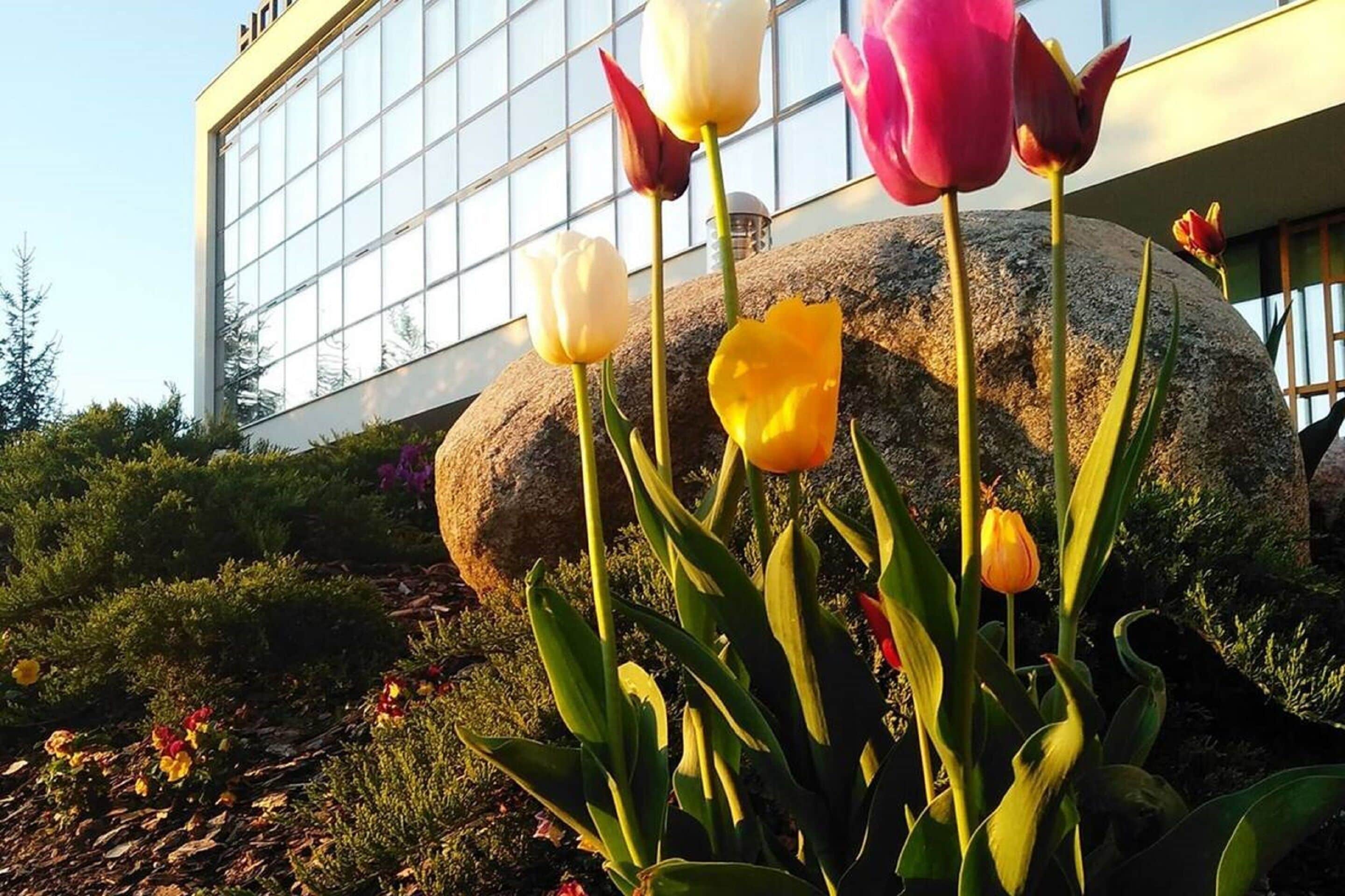 Un giardino con tulipani di fronte a un edificio con ampie finestre.