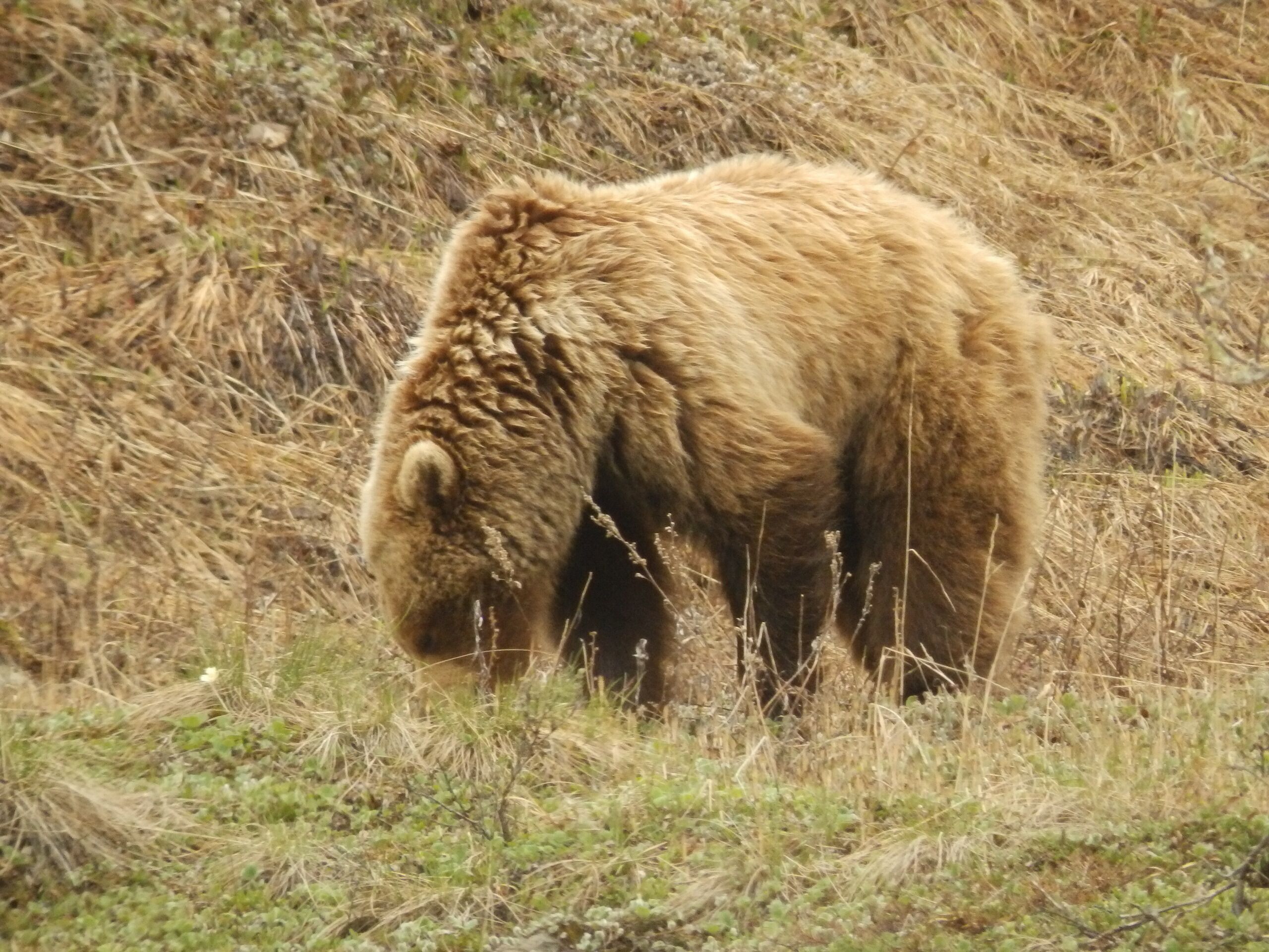 Um urso em ambiente natural, com grama seca e vegetação escassa.