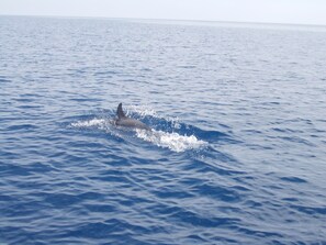 A dolphin swimming in the ocean. - Sun House (Calatafimi Segesta)