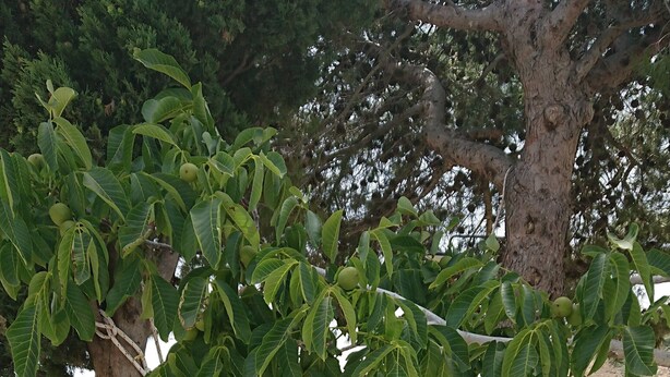 Une table et des chaises en métal blanc sont placées sous un arbre aux feuilles vertes, à proximité d’un hamac.
