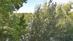 Property grounds - North Shore Pl 305 (Hilton Head Island)