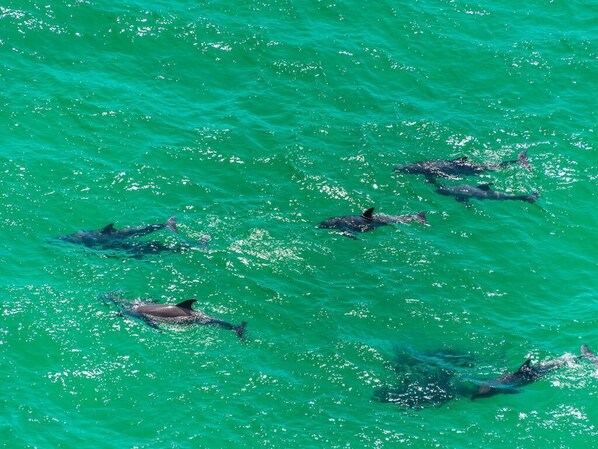 Dolphins swim in the clear waters, offering a glimpse into the property's pristine marine ecosystem.