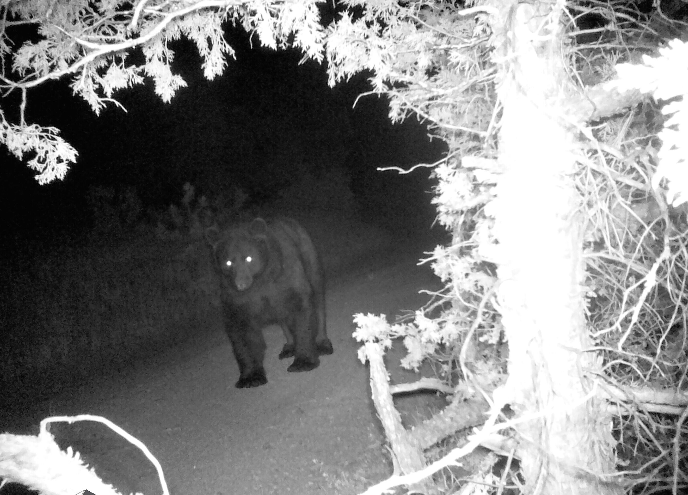 A bear in a forested area at night.