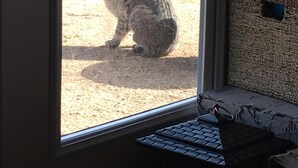 A window with a view of a cat sitting on a dirt path.