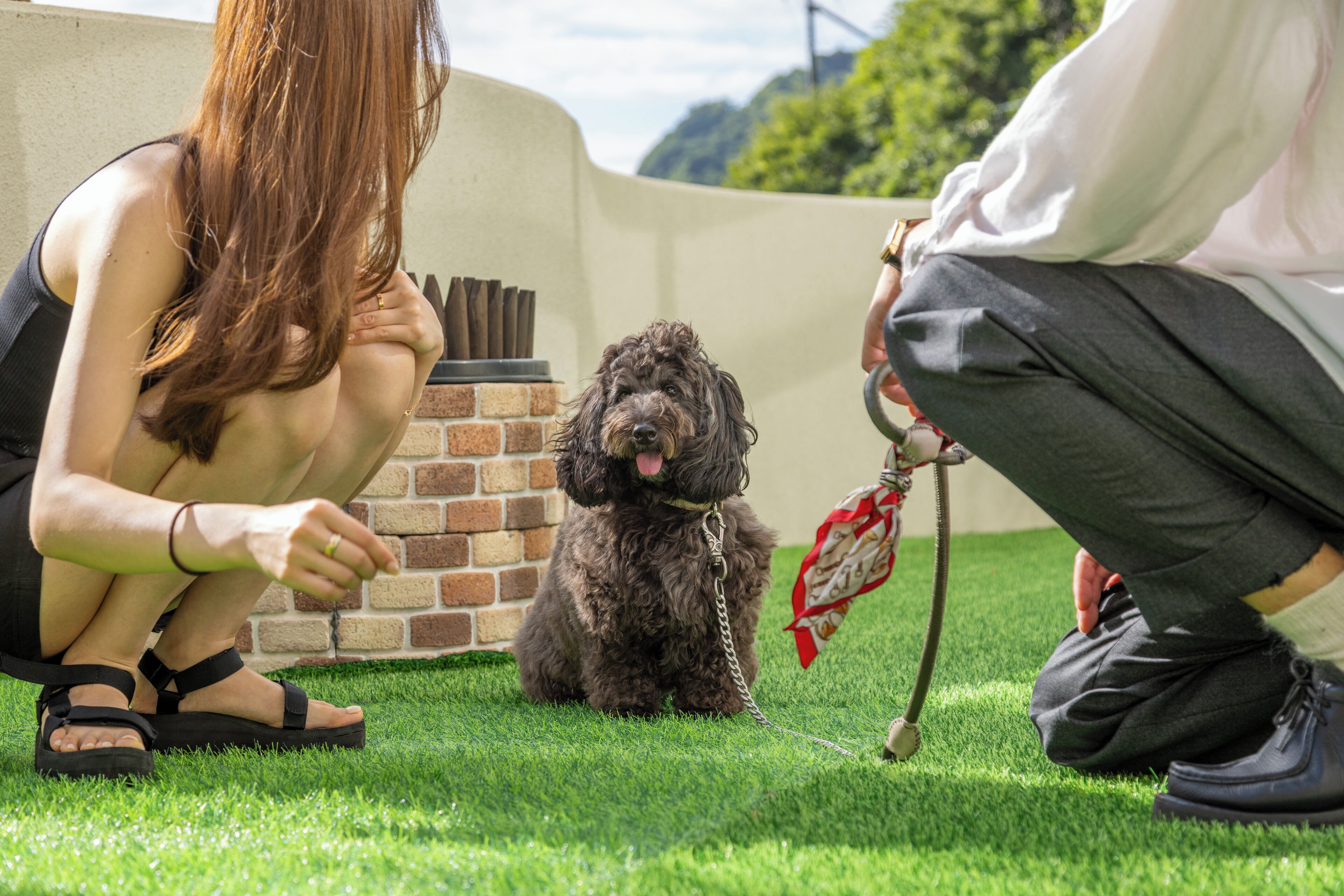 Una persona sentada sobre la hierba, con un perro, un muro de ladrillo y una cerca al fondo.