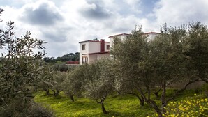 Une villa à la façade blanche et au toit rouge, entourée d’oliviers et d’une pelouse parsemée de fleurs jaunes.