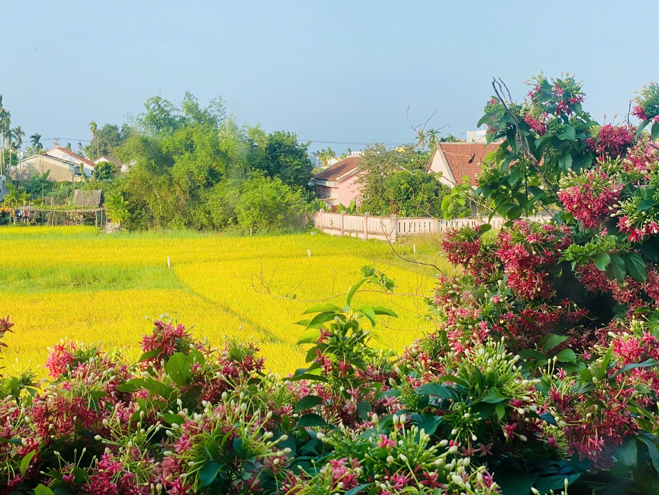 Pemandangan taman