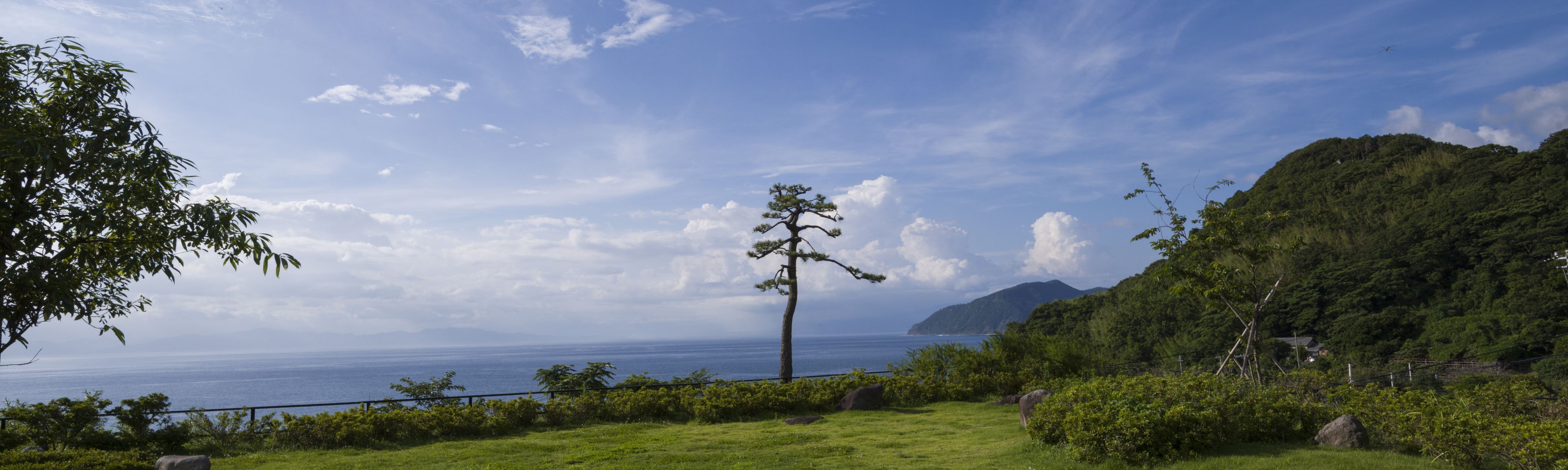 Un paisaje costero con un árbol destacado, abundante vegetación y vista al mar.