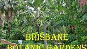 A lush garden with a variety of tropical plants and a sign that reads "BRISBANE BOTANIC GARDENS". - Park Avenue Luxe Chic Townhouse Sleeps 9, Carpark (Auchenflower)