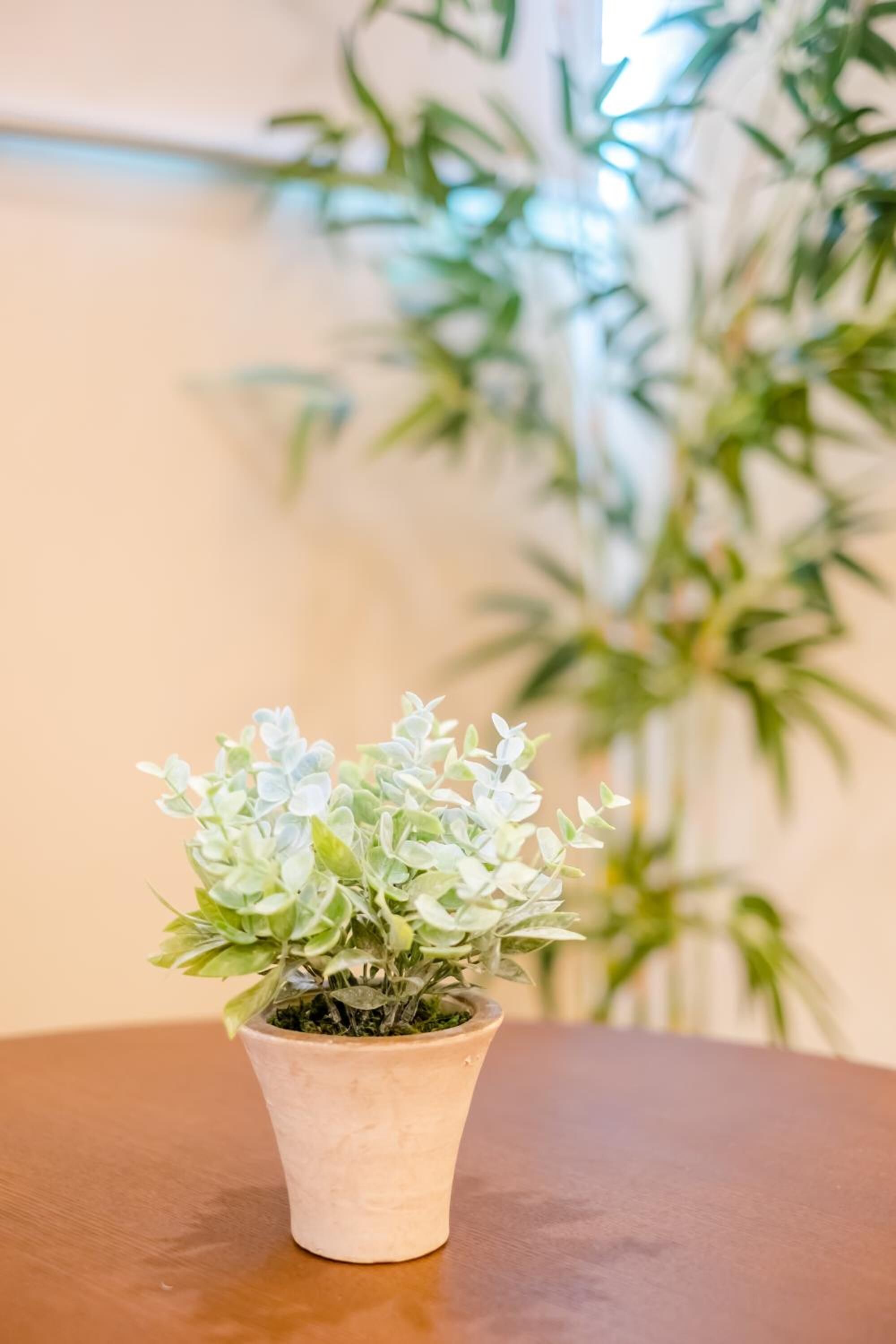 A small potted plant on a wooden table with a blurred background of a tall green plant.
