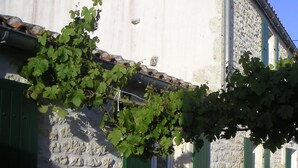 A stone building with a vine-covered wall, a window with shutters, and a door. There are two white chairs outside. - Country house with enclosed garden (La cotinière Saint-Pierre-d'Oléron)