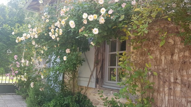 A stone building with a vine-covered exterior and a window.