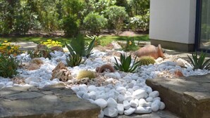 Un giardino con ciottoli bianchi, cactus e piante succulente.