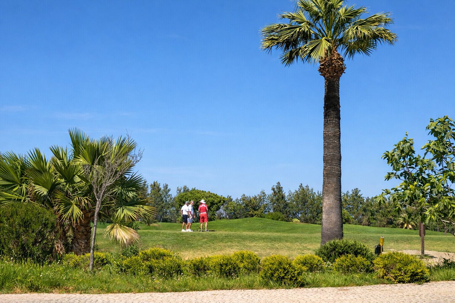 A golf course with palm trees, a clear sky, and a well-maintained lawn.