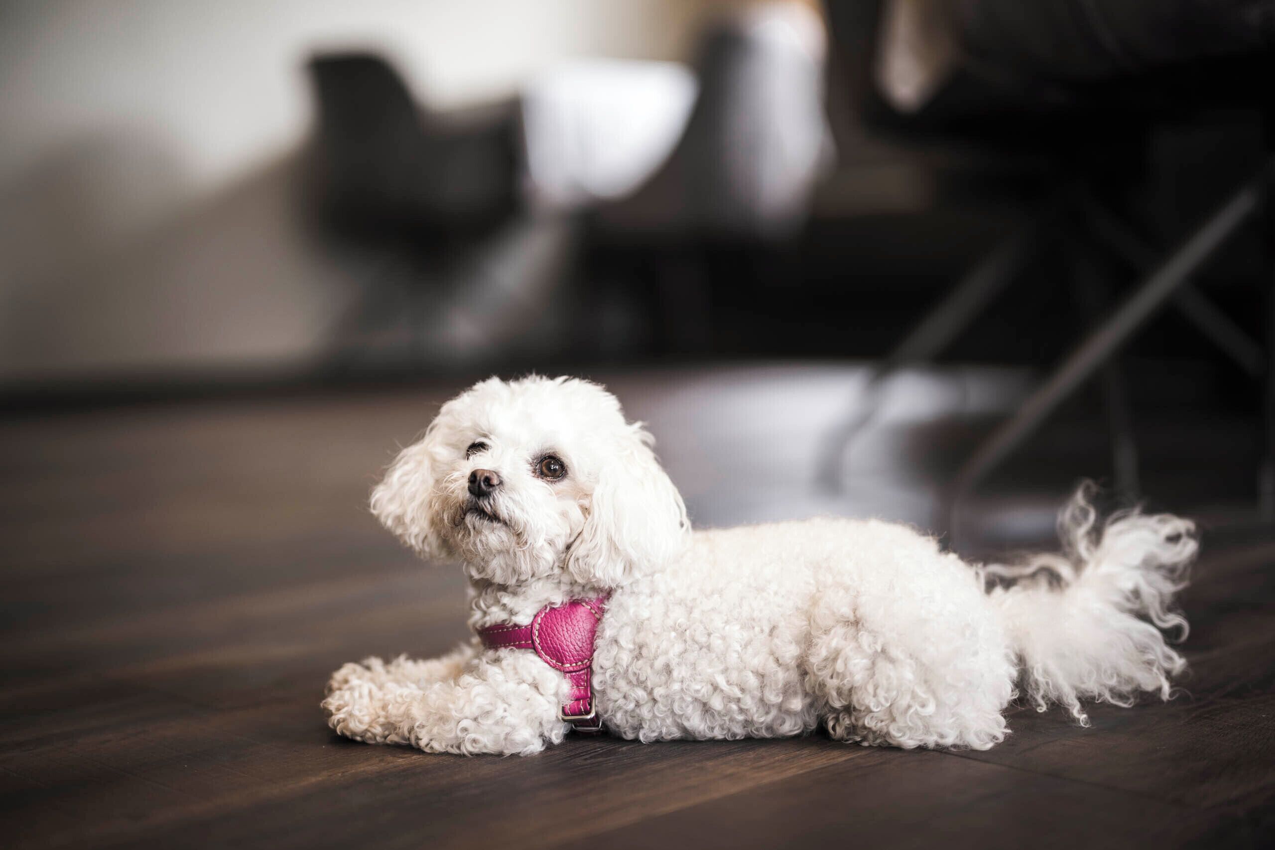 A small white dog lying on a wooden floor.