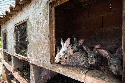 Peaceful animal farm with stunning starlit sky