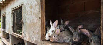 Peaceful animal farm with stunning starlit sky